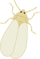 Whitefly insect