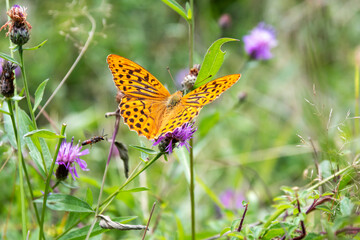 Pafia, beautiful butterfly. Equipped with a wingspan between 54-70 mm.