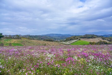 淡路島の展望台から見る満開のコスモス畑の情景