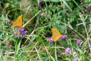 Pafia, beautiful butterfly. Equipped with a wingspan between 54-70 mm.