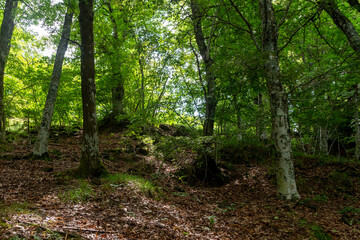 Undergrowth in the upper Trebbia valley. Liguria.