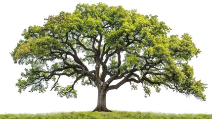 Majestic Oak Tree Isolated on White Background