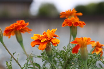 Beautiful orange flowers
