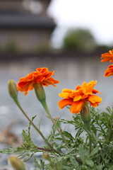Marigold flowers in front of a private house