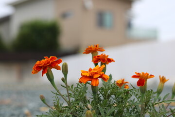 Lots of marigold flowers and buds