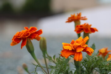Light and dark flowers of marigolds