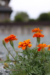Marigold flowers blooming strongly