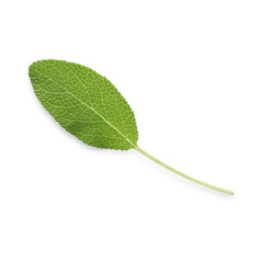 One fresh green sage leaf isolated on white