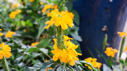 Crossandra, yellow brightly flower