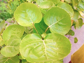 One of the fresh vegetables that local Indonesians are starting to like