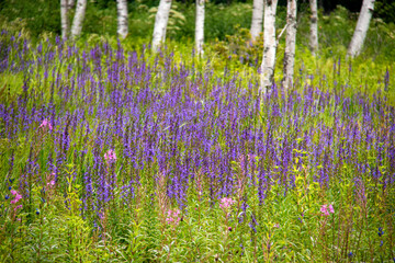 Naklejka premium 入笠山の夏 入笠湿原の風景 サワギキョウ 長野県富士見町 日本