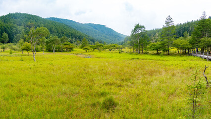 Fototapeta premium 入笠山の夏 大阿原湿原の風景 長野県富士見町 日本