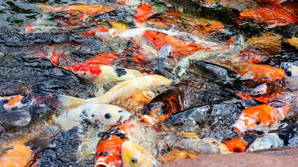 Colorful of Koi Fish at feeding time in the pond. Popular pet for relaxation and feng shui meaning.