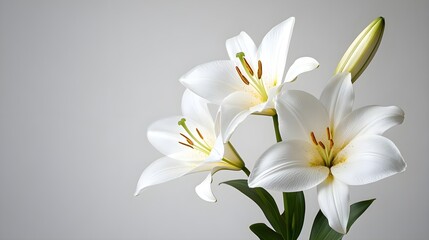 Naklejka premium White Lilies on Grey Background.