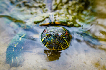 Turtle
