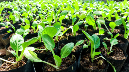 Pak choi or Bok choi or Mustard growing as home farming, organic vegetables gardening concept