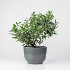 Fototapeta premium Vibrant Green Potted Plant on Minimalist White Background - Perfect for Home Decor and Interior Design