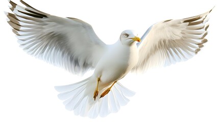 Fototapeta premium Seagull in Flight with Spread Wings.