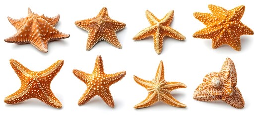 Orange Starfish Collection.