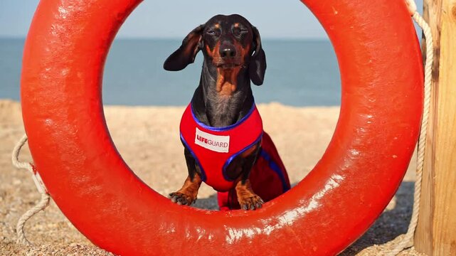 Dog in lifeguard jacket stands near life preserver on summer. Funny dachshund enjoys calm work of life guard on beach near ocean