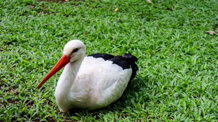 Closeup white stork (Ciconia ciconia) sitting on grass in the zoo
