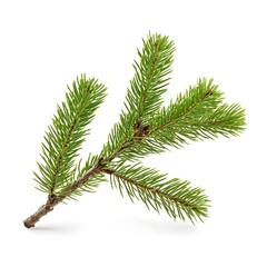 Obraz premium Photo of Isolated Spruce Tree Tip on White Background