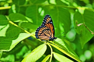 butterfly on branch