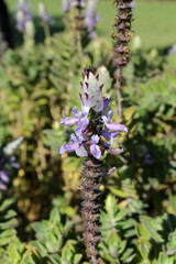 Purple flower on a Plectranthus plant in a garden