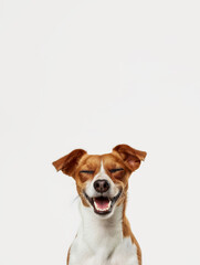 Close-up of a happy dog smiling