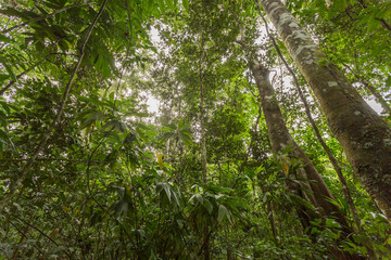 Amazon Rainforest Foliage