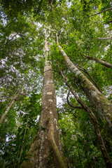Tall Trees and Canopy in Amazon