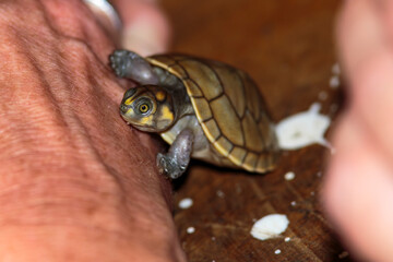 Tiny turtle crawling on outstretched hand