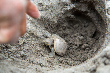 Tiny turtle crawling on outstretched hand