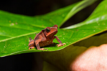 Small Frog on Leaf in Amazon Rainforest
