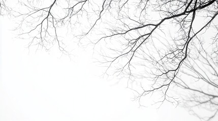 Bare Tree Branches Silhouette Against White Background - Minimalist Nature Photography.