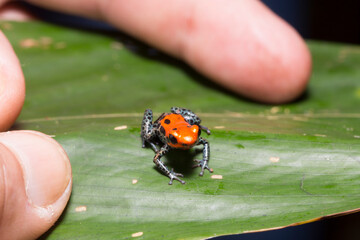 Colorful frog with spotted legs on leaf
