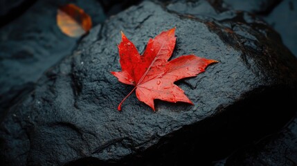 Obraz premium A single, vibrant red leaf resting on a dark, wet rock, capturing the essence of a moody autumn day.