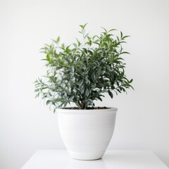 Fototapeta premium Lush Green Houseplant in White Pot on Minimalist White Background for Modern Home Decor