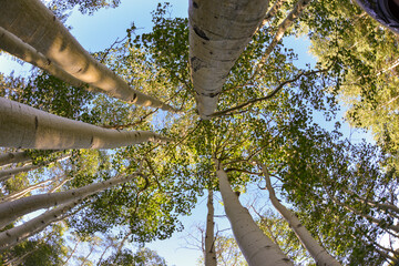 Ground view looking up at Aspen birch trees white bark green leaves