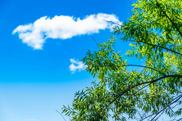 Majestic Trees Under a Blue Sky: A Serene Nature Landscape