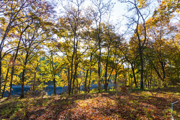 Fototapeta premium 日本の風景・秋 埼玉県長瀞町 紅葉の秩父長瀞 蓬莱島