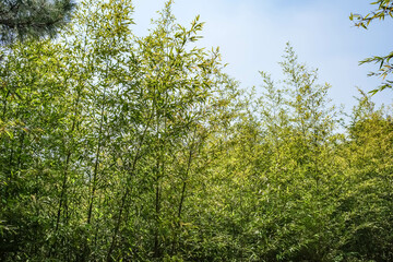 Serene Pathway Through a Bamboo Forest: A Tranquil Nature Walk