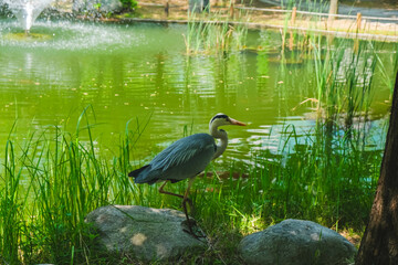 Graceful Heron by the Pond in a Garden: A Tranquil Nature Scene