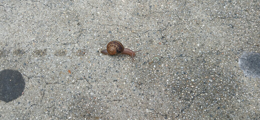 Snail crossing  