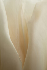 Close-Up of White Tulip Petal Texture