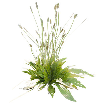 Plantago lanceolata is a species of flowering plant in the plantain family Plantaginaceae. It is known by the common names ribwort plantain,narrowleaf plantain, English plantain, ribleaf, lamb's tongu