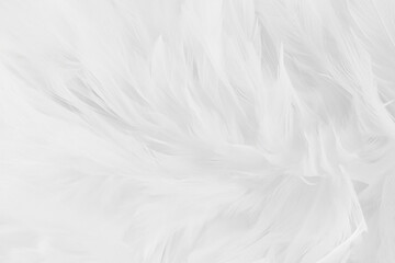 Obraz premium Close-up of White and Grey Bird Feathers Texture Background