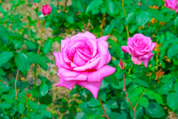 Blooming Roses in a Garden: A Romantic Floral Landscape