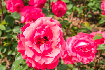 Blooming Roses in a Garden: A Romantic Floral Landscape