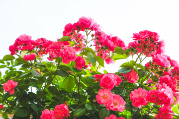 Blooming Roses in a Garden: A Romantic Floral Landscape